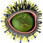 Modell Grippevirus